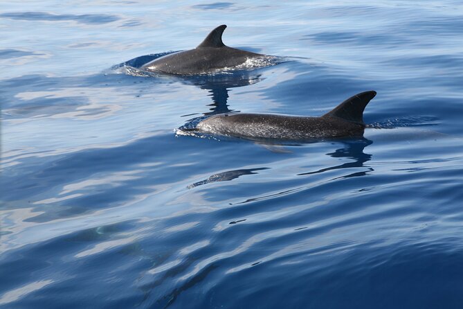 Be Whale Wise - Silent Whale & Dolphin Watching in a Small Group - Cancellation Policy Details