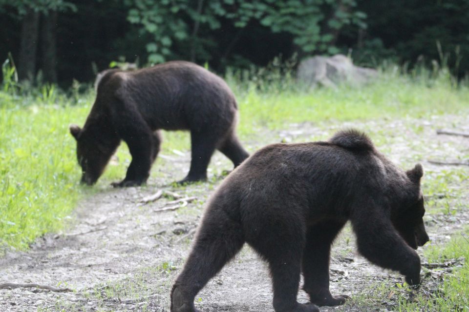 Bear Watching in the Wild Brasov - Directions