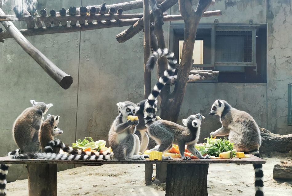 Beijing: Temple of Heaven, Panda House & Summer Palace Tour - Cute Pandas at Beijing Zoo