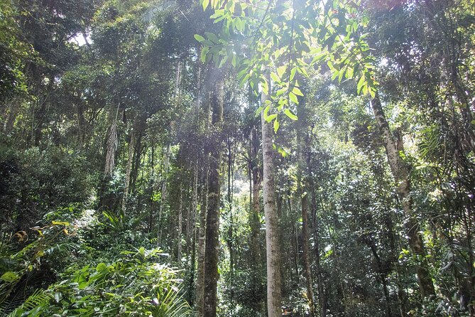 Bellthorpe Rainforest Private Tour - Pricing Details