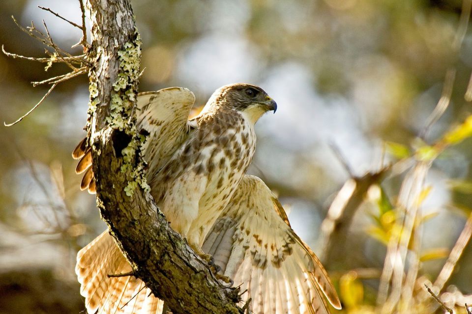 Big Island: Native Bird Watching & Hiking Tour - Common questions