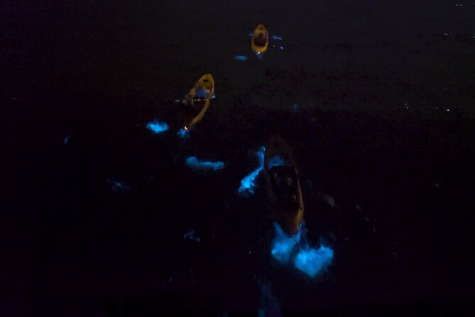 Bioluminescence Kayak Tour - The Wrap Up