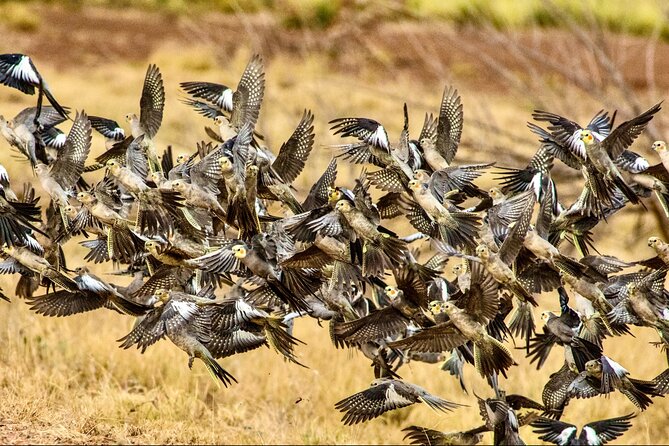 Birds of the Pilbara: Guided Birdwatching Walk, Roebourne  - Karratha - Pricing and Additional Information