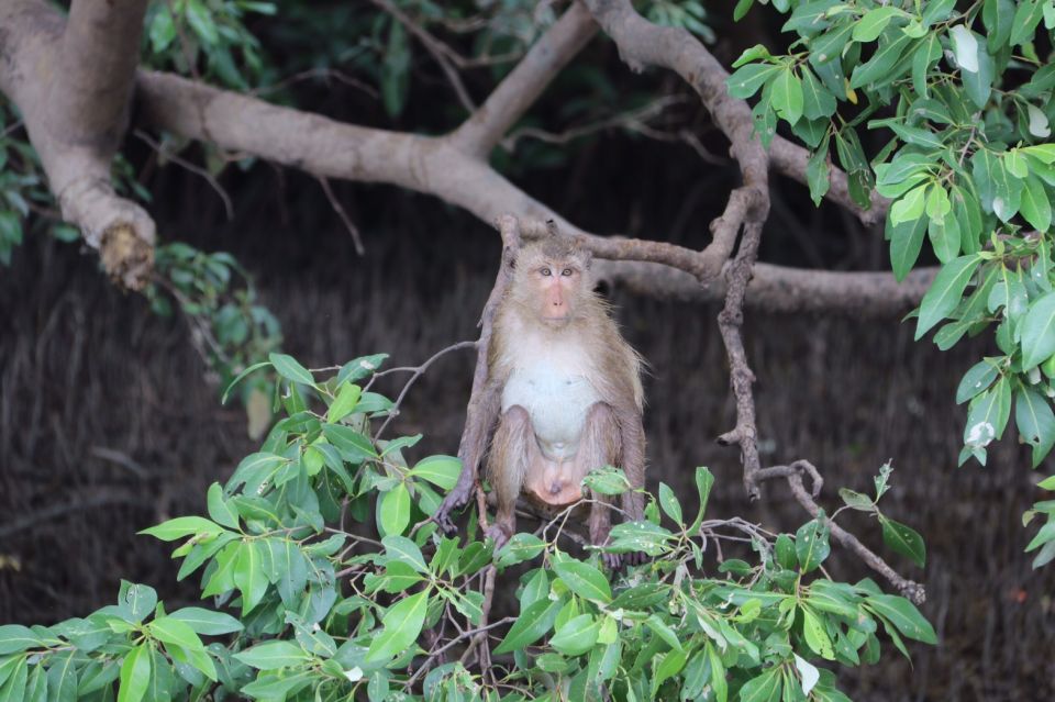 BKK :Meet Monkey, Mangrove Forest, Seafood& Market -Private - Customer Review