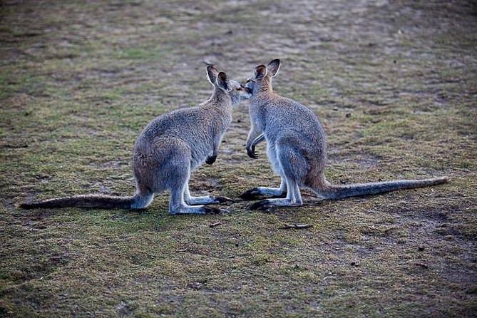 Blue Mountains Deluxe Small-Group Eco Wildlife Tour From Sydney - Directions