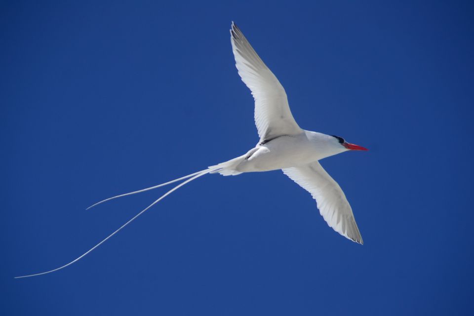 Boa Vista: Bird Watch Expedition in Natural Environment - Bird Species Identification Tips