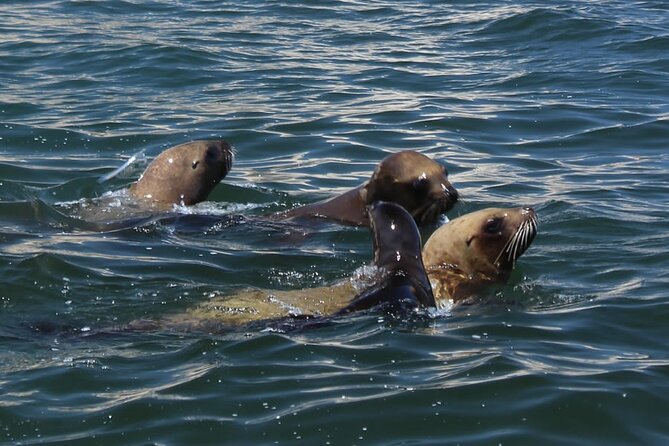 Boat Tour of the Ballestas Islands in Paracas - Customer Support and Assistance