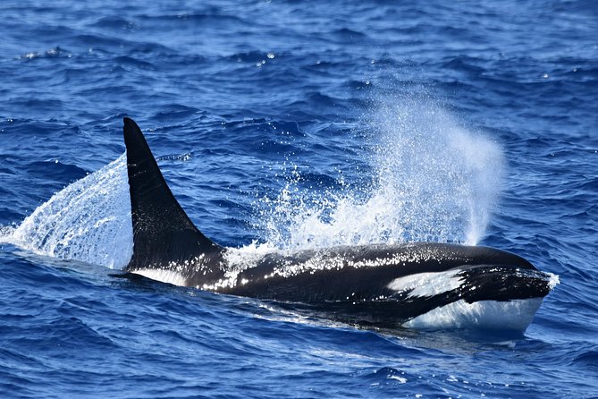 Bremer Bay Orca Experience - Customer Support and Assistance