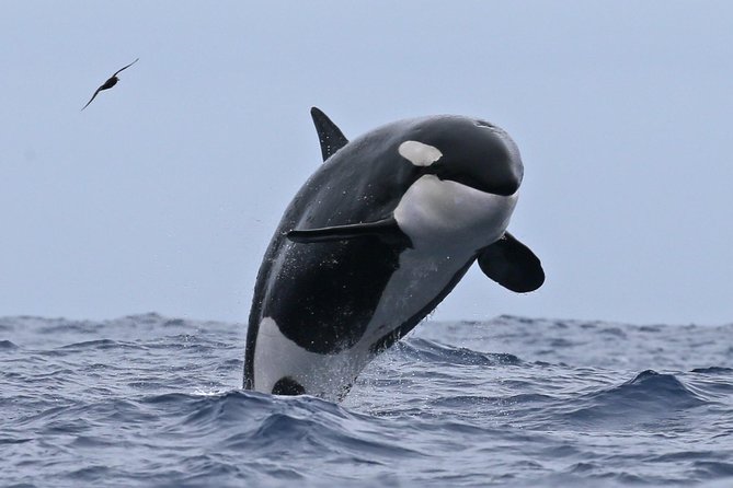 Bremer Canyon Killer Whale (Orca) Expedition - Reviews and Testimonials