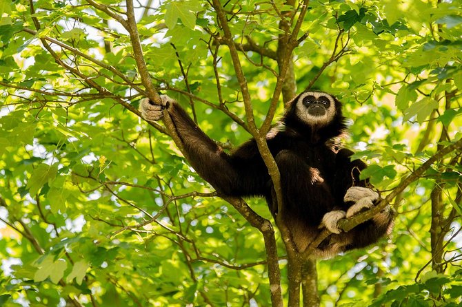 Bukit Lawang Full Day Jungle Trek - Booking Information and Pricing