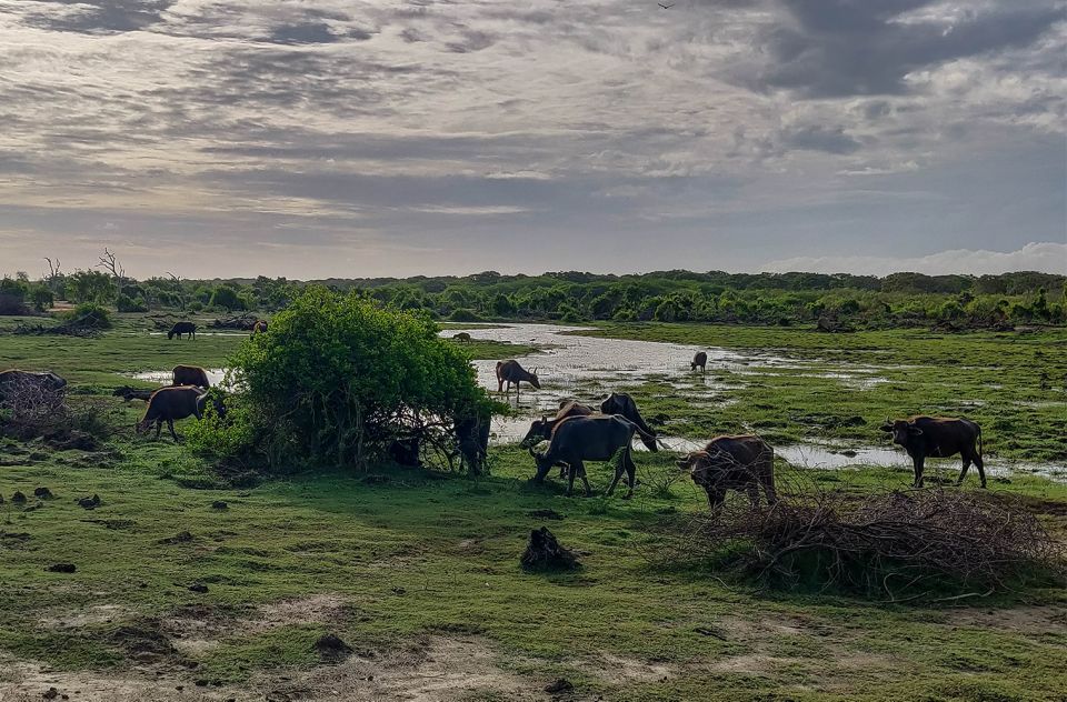 Bundala National Park: 3-Hour Morning or Evening Safari - Inclusions and Amenities