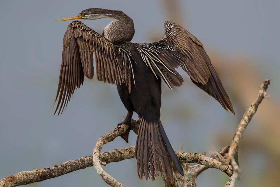 Bundala National Park Safari Tour - Safari in Golden Hours - Nature Immersion