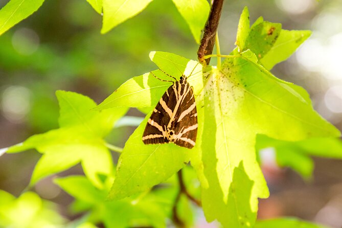 Butterfly Valley and Seven Springs Valley Self-guided Transfer - Weather-Dependent Considerations