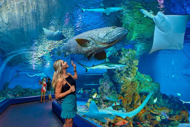 Cairns Aquarium Admission Ticket - Viator Background