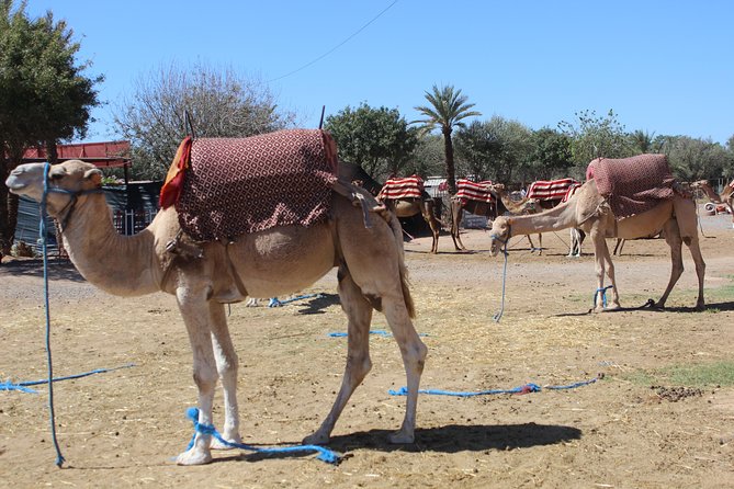 Camel Ride in the Palmeraie of Marrakech - Last Words