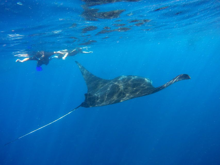 Cancun & Riviera Maya: Swim With Whale Sharks Tour W/ Lunch - Whale Sharks and Marine Life