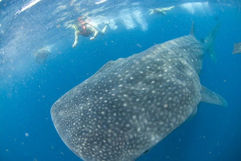 Cancún: Swim With Whale Sharks - Tour Duration and Guides