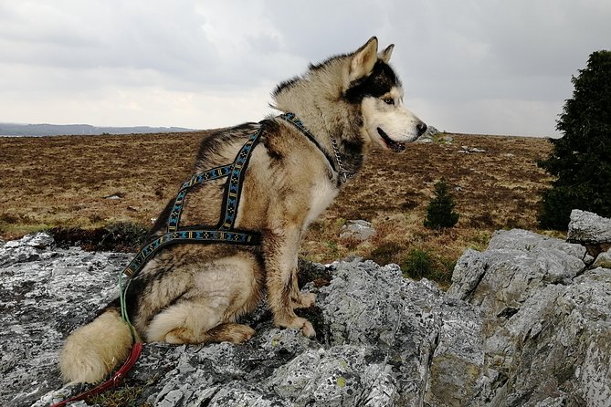 Cani Rando, Fun and Original Hiking, Pulled by Huskies - What to Expect on Your Cani Rando