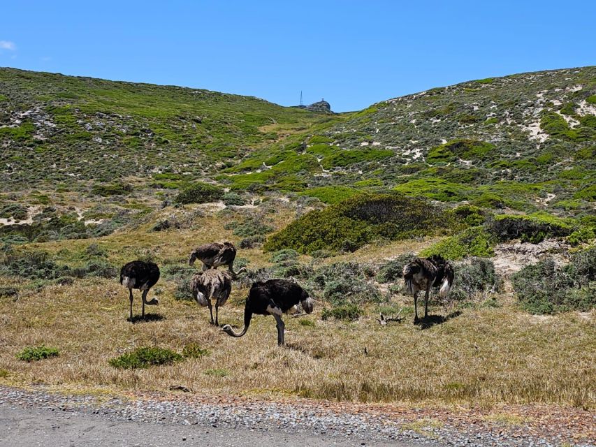 Cape of Good Hope & Penguins Shared Tour - Seals Island Visit and Marine Delight