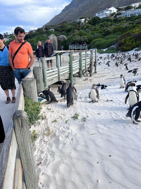 Cape Of Good Hope, Seals, Penguins Shared Day Tour - Common questions