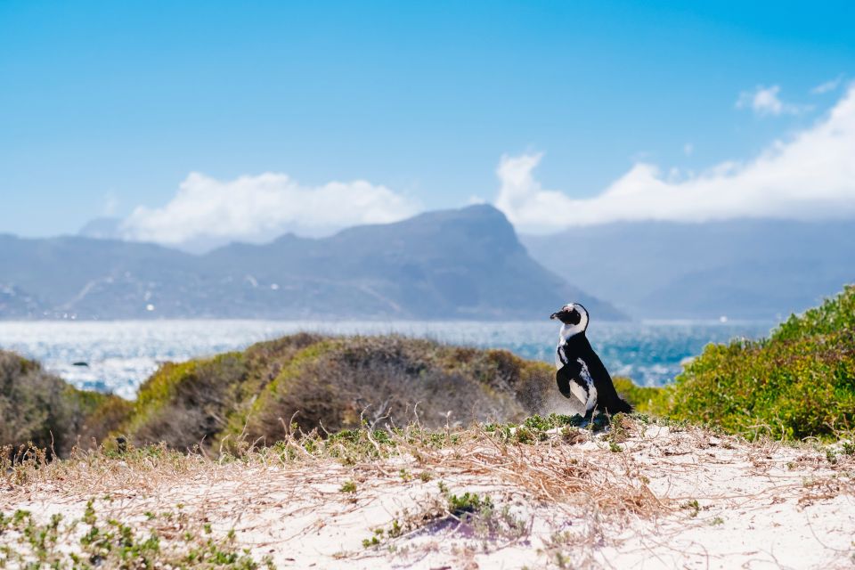 Cape Peninsula and Penguin Colony Full Day Shared Tour - Booking Information