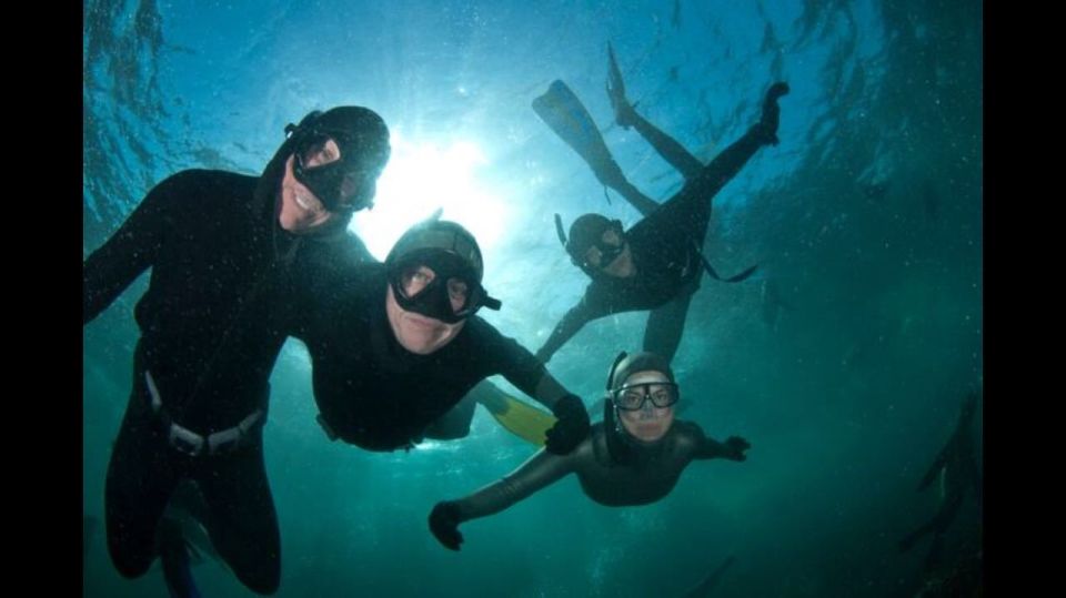 Cape Town: Cruise With Guided Seal Snorkel in Hout Bay - Live Tour Guides Commentary