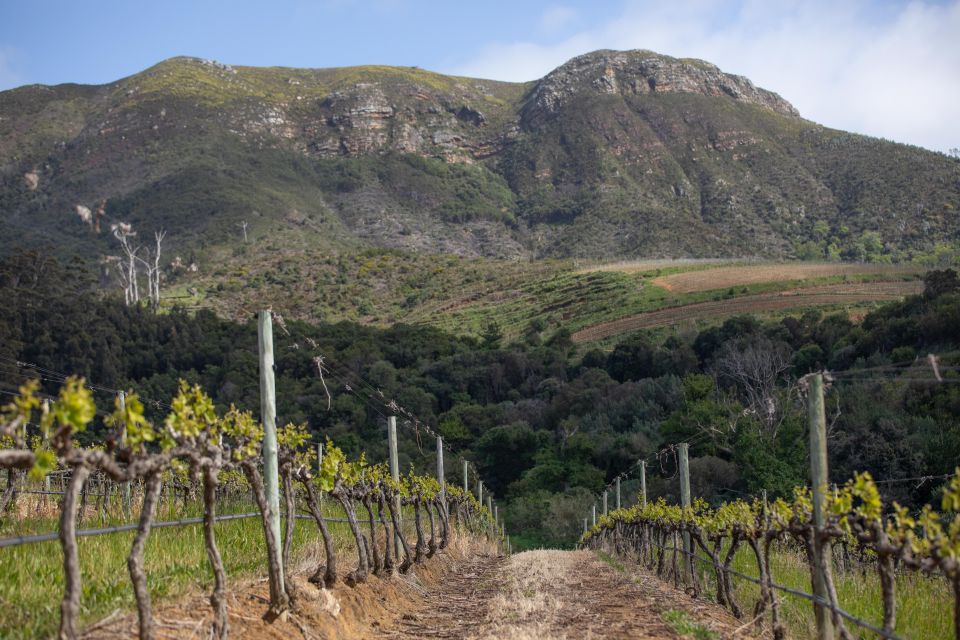 Cape Town: Iconic Constantia Food, Wine and Story Walk - Last Words