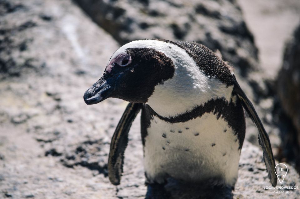 Cape Town: Peninsula Boulders Beach & Cape Point Day Trip - Booking Information