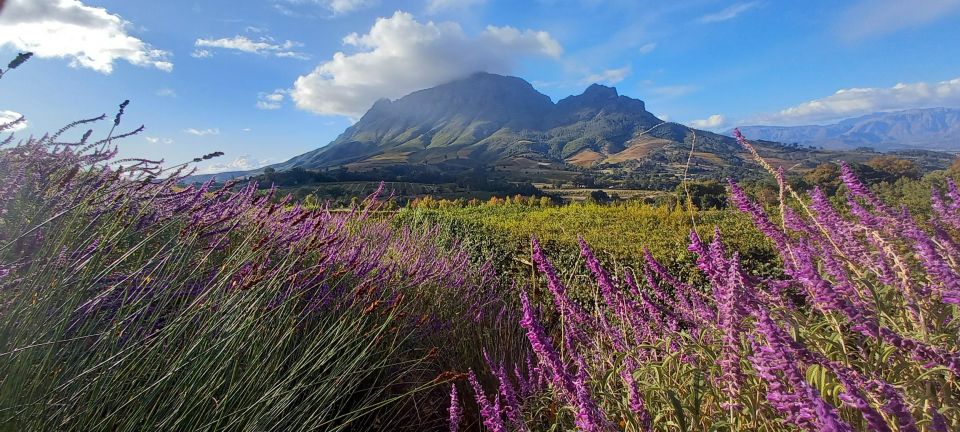 Cape Town: Private Cape Winelands Stellenbosch Morning Tour - Tour Directions and Pickup Details