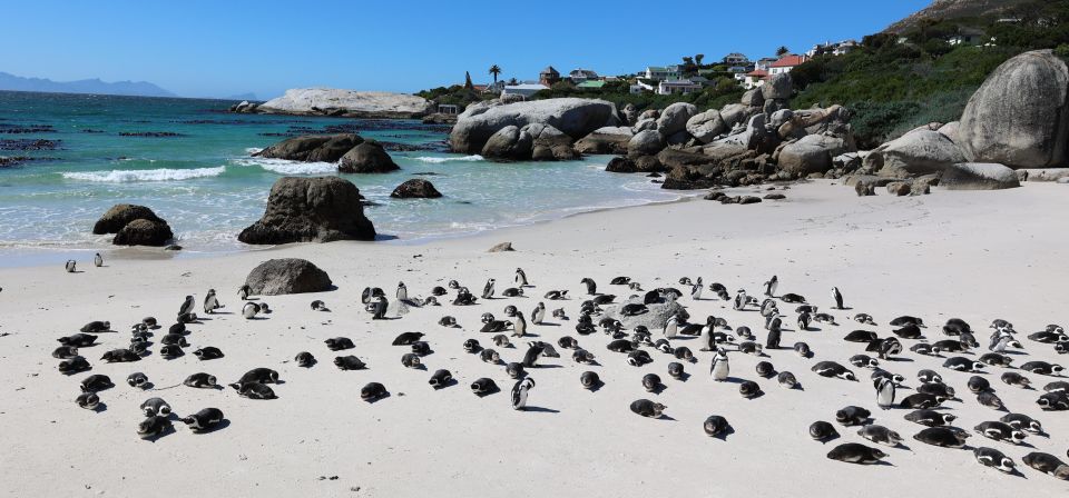 Cape Town: Table Mountain, Penguins & Cape Point Group Tour - Customer Feedback and Ratings