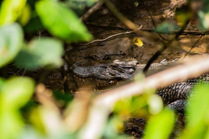 Cape Tribulation Day Tour - Packing Tips