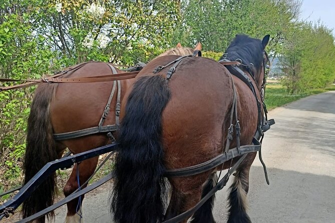 Carriage Rides in the Heart of the Luberon - Common questions