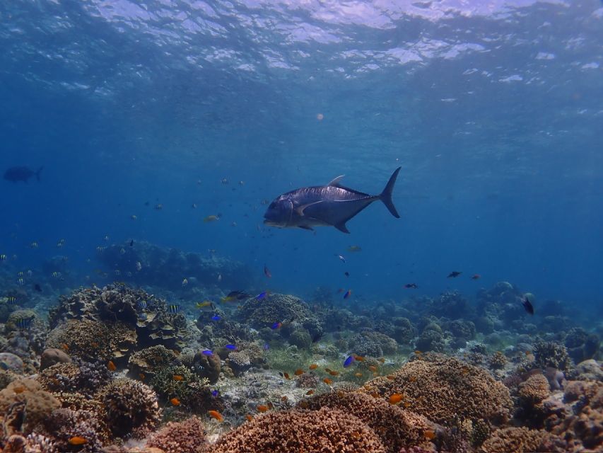 Cebu: Boat Diving Two Dive Tour in Olango Island - Flexible Rescheduling Options