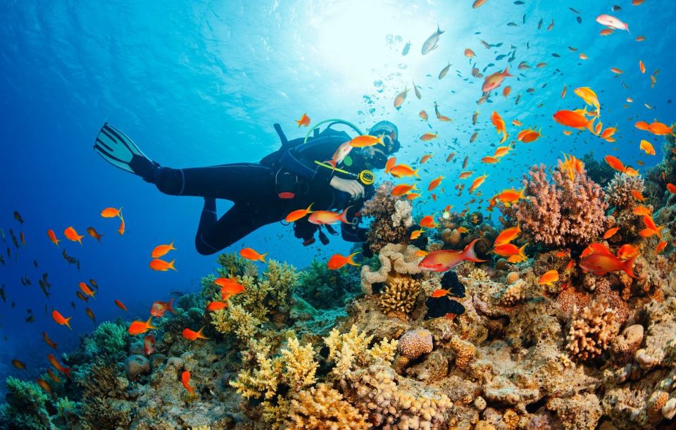 Cebu: Scuba Diving With Sardines and Pescador Island Snorkel - Last Words