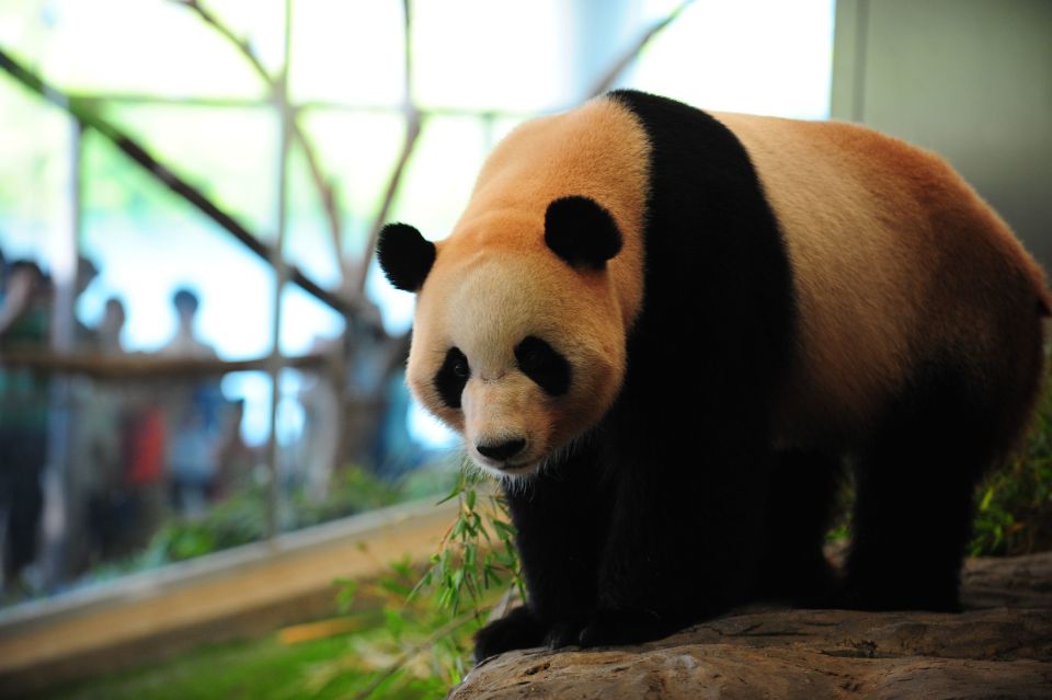 Chengdu: Private Full-Day Panda, City, Museum, & Park Tour - Cultural Experiences