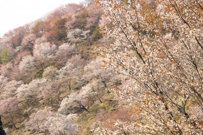 Cherry Blossom Buddha and Mt.Yoshino With Strawberry Picking Tour - Last Words