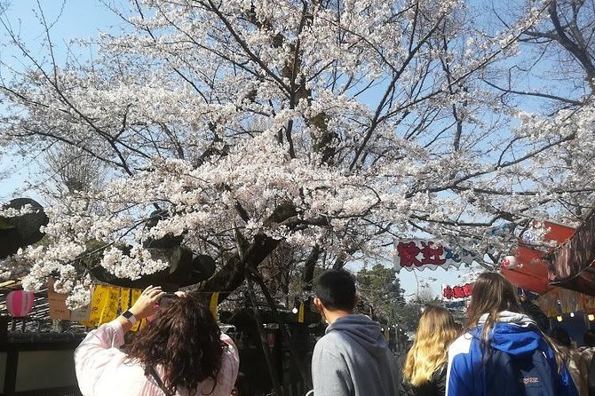 Cherry Blossom Highlights, Asakusa, Ueno, Yanaka - Last Words