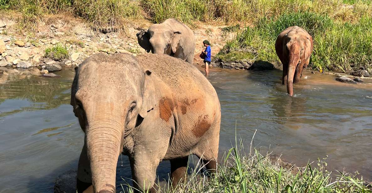 Chiang Mai: Doi Suthep Temple & Elephant Sanctuary Day Trip - Additional Information