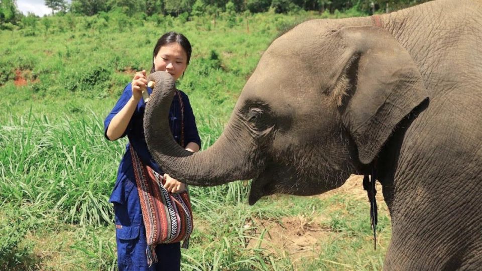 Chiang Mai: Elephant Sanctuary Interactive Tour - Common questions