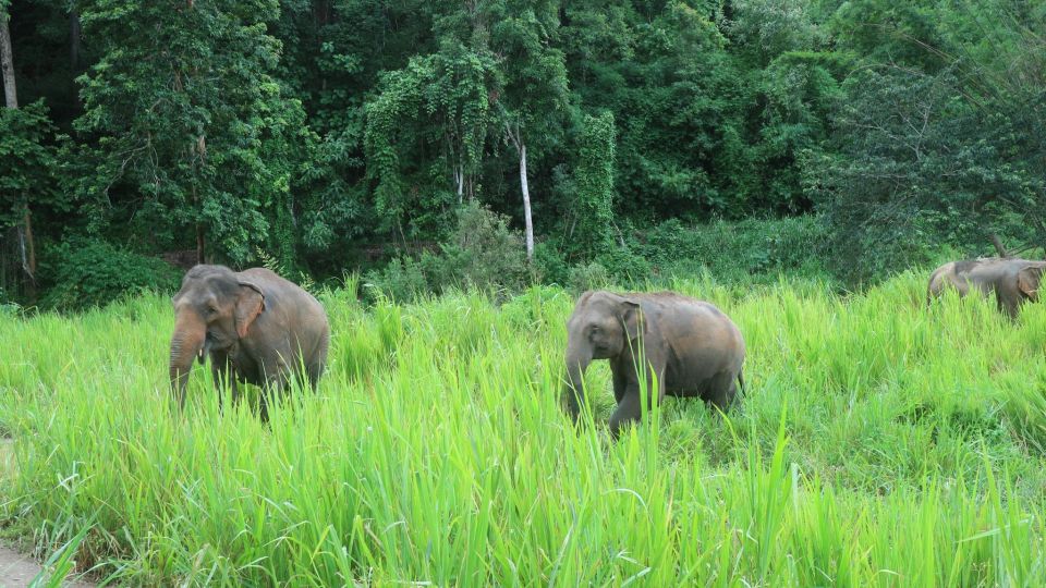Chiang Mai: Elephant Sanctuary & Jungle Trek W/ Waterfall - Common questions