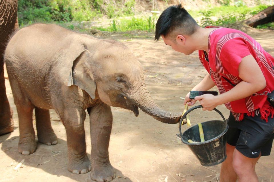 Chiang Mai: Full-Day Kerchor Elephant Eco Park Tour & Trek - Final Thoughts