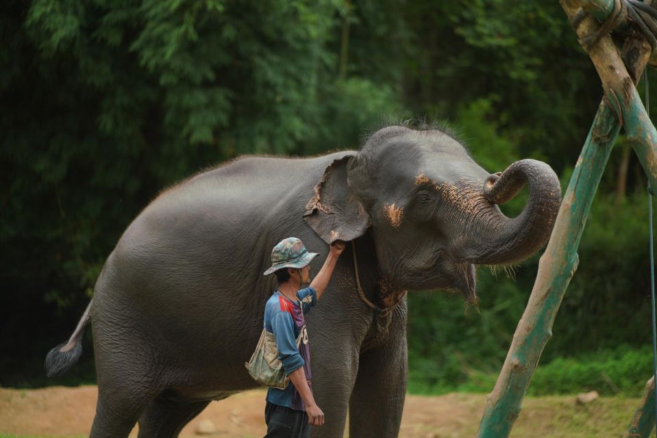 Chiang Mai: National Elephant Care & Rafting/Ziplines Trip - Last Words