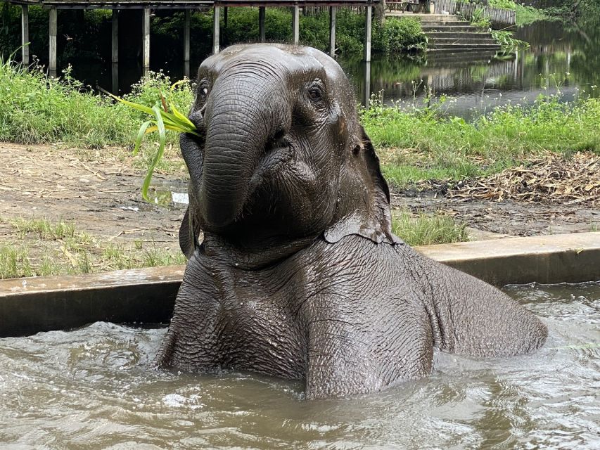 Chiang Mai: Small Group Ethical Elephant Sanctuary Tour - Common questions
