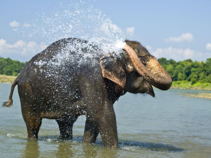 Chitwan Jungle Safari With Elephant Bath (Exclusive Tour) - Booking Information