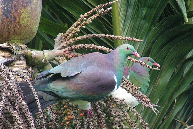 Coast and Rainforest Eco-Tour From Auckland With Lunch - Last Words