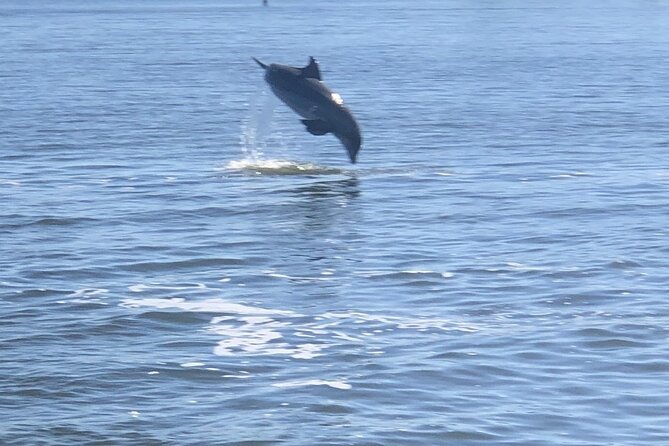 Cocoa Beach Dolphin Tours on the Banana River - Additional Resources