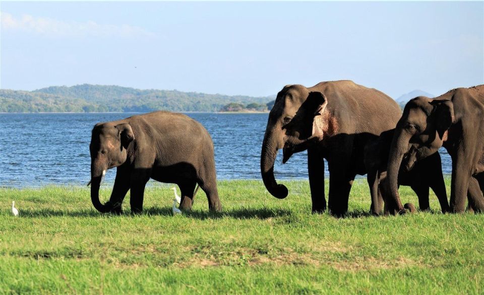 Colombo: Sigiriya Rock / Dambulla & Minneriya Park Safari - Wildlife Adventure
