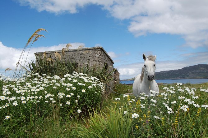 Connemara & Connemara National Park Day Tour From Galway. Guided. - Support and Information