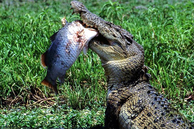 Corroboree Billabong Wetland Cruises - 2 Hour Sunset Cruise - Last Words