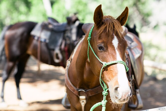 Cowpoke Ride: Adventurous Horseback Tour Just 9 MILES From Sedona - Health and Safety Precautions